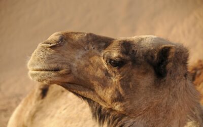 Desert Trail Fun: ? Wild Bunch Recreation Rental: Your Adventure…
