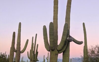 Desert Trail Fun » ? Wild Bunch Recreation Rental: Your…