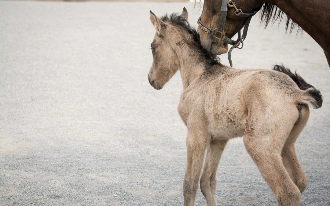 Trail Riding Equipment Rental In Spring City Utah ~ ?…